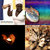 wolfgang99 thumbnail